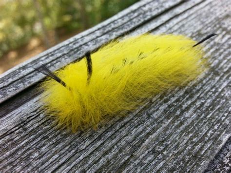 Fuzzy Caterpillar Identification Chart | The Best Porn Website