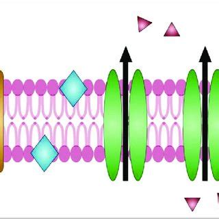 Overexpression Of A ABC Efflux Pump And B MFS Efflux Pump In