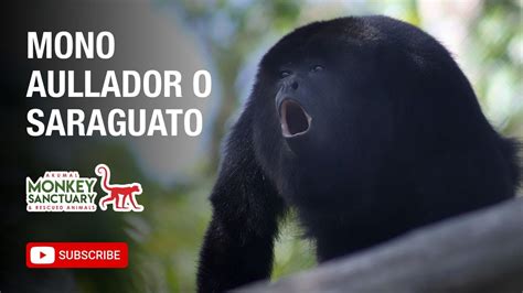 MONO SARAGUATO Conoce más sobre estos primates YouTube