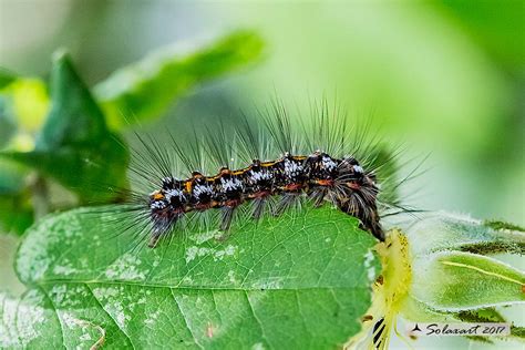 Euproctis Chrysorrhoea Brown Tail Moth