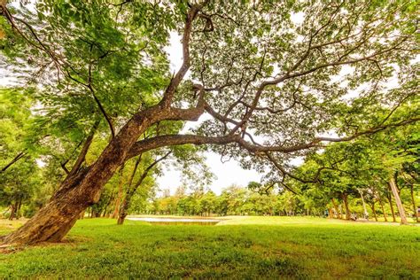 Gambar Pemandangan Taman Kota - Kumpulan gambar panorama alam