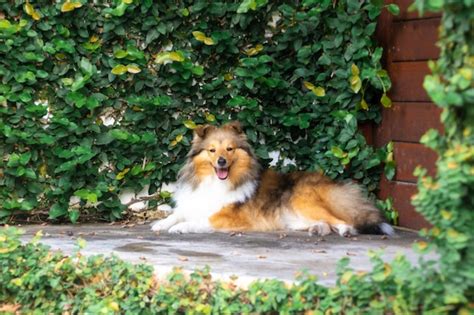 Lindo Perro Pastor De Shetland Sable Foto Premium