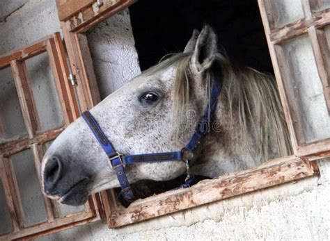 Brumby/Wild Horse stock image. Image of domesticated, fortitude - 7280653