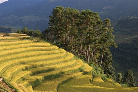 The Most Famous Harvest Route: Mù Căng Chải