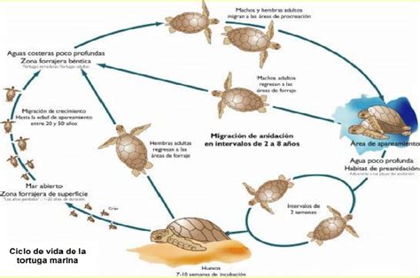 Ciclo De Vida De La Tortuga Marina Marcano 2021 Download