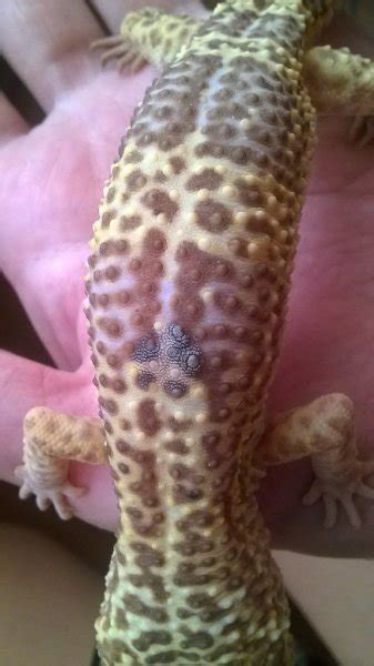 Fungal Infection Our Reptile Forum