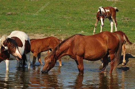 Horse standing in water — Stock Photo © predrag1 #5991380