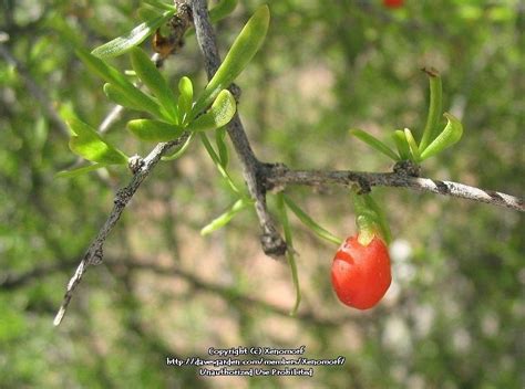 Plantfiles Pictures Lycium Species Anderson Boxthorn Andersons