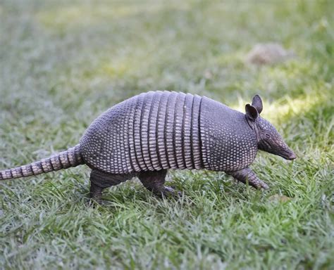 armadillo   armored