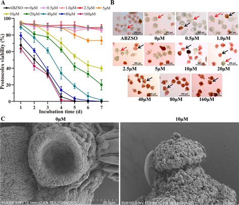 Ac Effects Of Crocin Against E Multilocularis Protoscoleces A