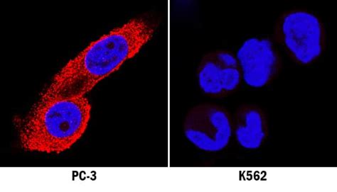 Human MKP-3 Antibody MAB35761-100: R&D Systems