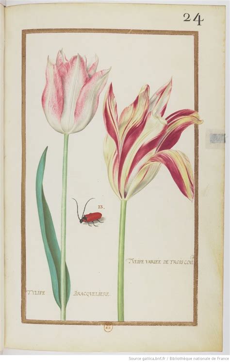 F 24 Tulipe Variee De Trois Coul Tulipe Bracqueliere Capricorne