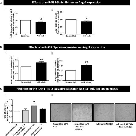 The Ang Tie Axis Is Involved In The Proangiogenic Effect Of