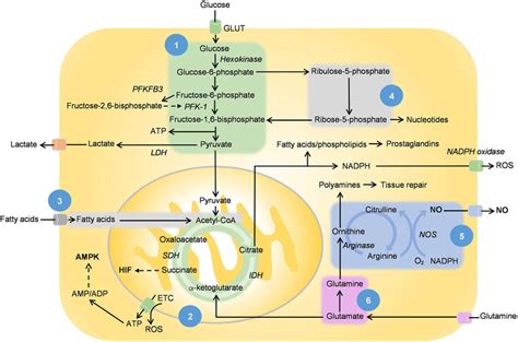 1 Glycolysis 2 Tricarboxylic Acid Tca Cycle And Oxidative