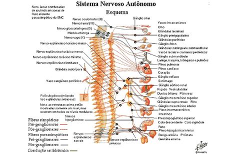 Nervos Espinais Anatomia Papel E Caneta