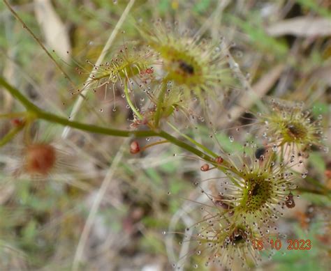 Tall Sundew From Warrak VIC 3377 Australia On October 15 2023 At 12