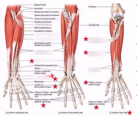 Extrinsic Muscles Of Hand And Wrist Diagram Quizlet