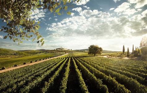 Italien Das Weingut Monteverro In Der Toskana DER SPIEGEL