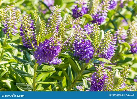 New Zealand Native Hebe Plant With Purple Flowers In Bloom Stock Photo