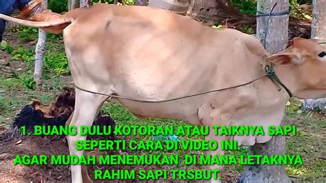 Proses Inseminasi Buatan Pada Sapi Atau Kawin Suntik Youtube