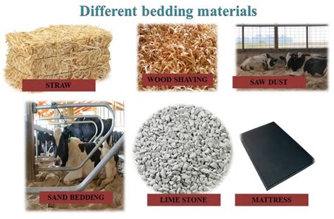 Advantages of bedding material for dairy animals - Engormix