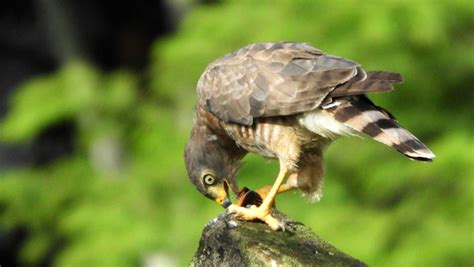 Hawk in feeding. | Smithsonian Photo Contest | Smithsonian Magazine