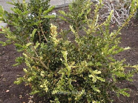 Buxus Sempervirens Aurea Pendula Plantentuin Esveld