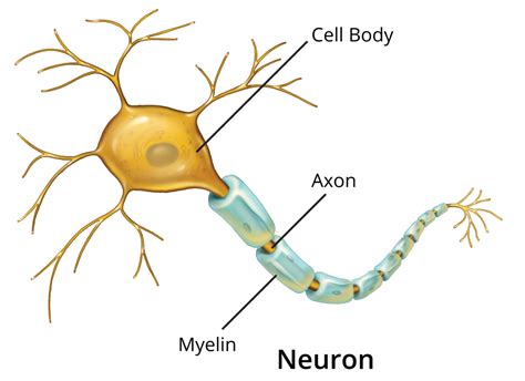 About The Nervous System Axogen Inc Axgn