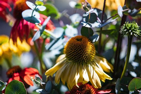 Echinacea Purpurea Pollynation Mix Primed Seeds Muller Seeds