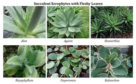 Examples of Leafy Xerophytes Peperomia, Euphorbia, Drought Resistant ...