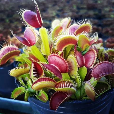 Dionaea Muscipula venus Atrapamoscas planta Carnívora