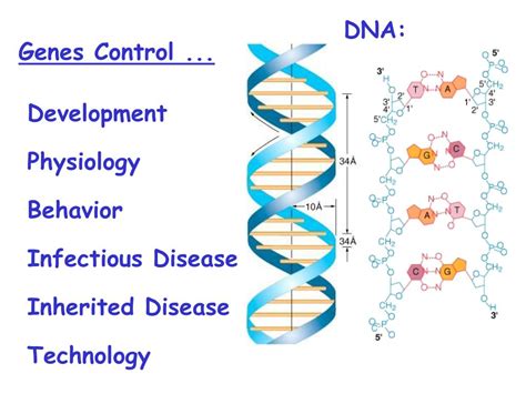 Ppt Genes Control Powerpoint Presentation Free Download Id791696