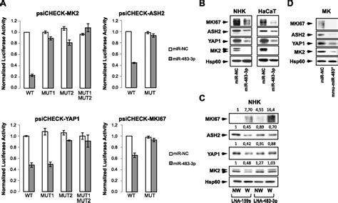 Mir‐483‐3p Controls Proliferation In Wounded Epithelial Cells Bertero