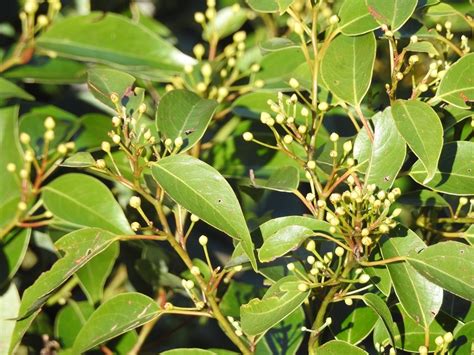 Laurel De La Sierra Plantas Medicinales De Guatemala Biodiversity All