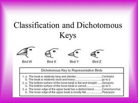 Dichotomous Key Definition