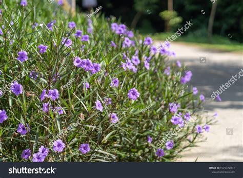 Ruellia-tuberosa Images, Stock Photos & Vectors | Shutterstock