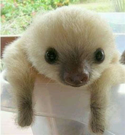 28 best images about Sloths, that is all. on Pinterest | New gotham ...