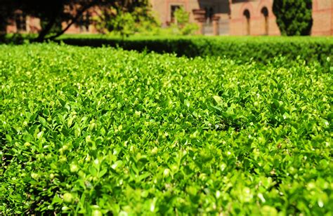 How To Grow And Care For Wintergreen Boxwood