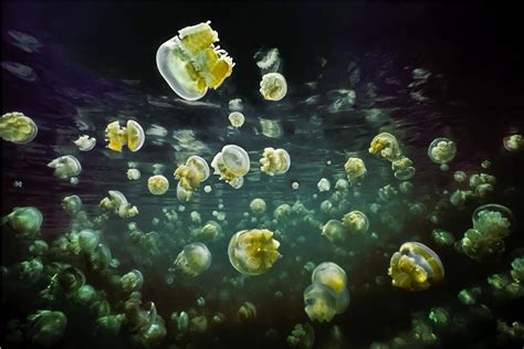 Jellyfish Lake Palau Animaux Marins DAVID HALL Photographies D Art