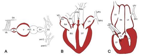 Alligator Heart Anatomy