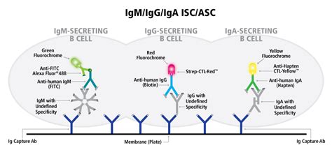 Human IgM/IgG/IgA Three-Color FluoroSpot | ImmunoSpot®