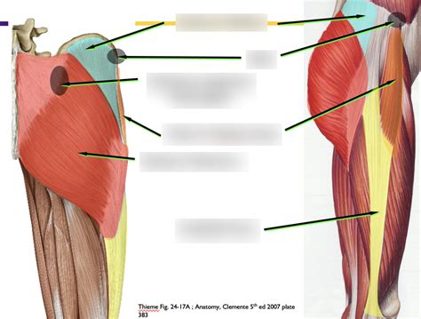 Superficial Muscles Of The Thigh Diagram Quizlet