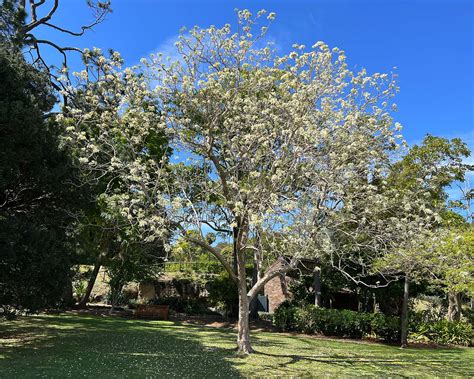 Jacaranda Mimosifolia Alba GardensOnline