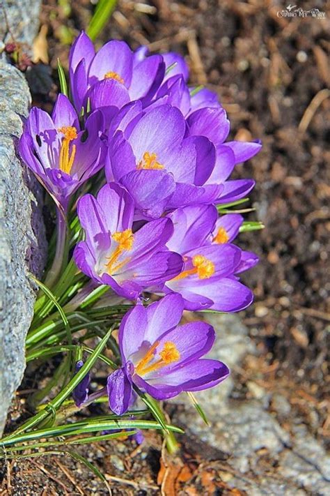 Pin By Chief Engineer On Artificial Flowers Purple Flowers Garden