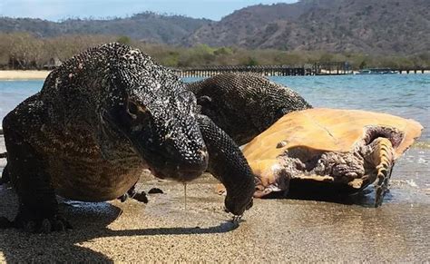 Tarif Masuk Wisata Komodo Rp 3 75 Juta Begini Catatan Kritis Pusat