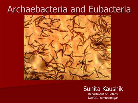 Ppt Archaebacteria And Eubacteria Powerpoint Presentation Free Download Id 9213190