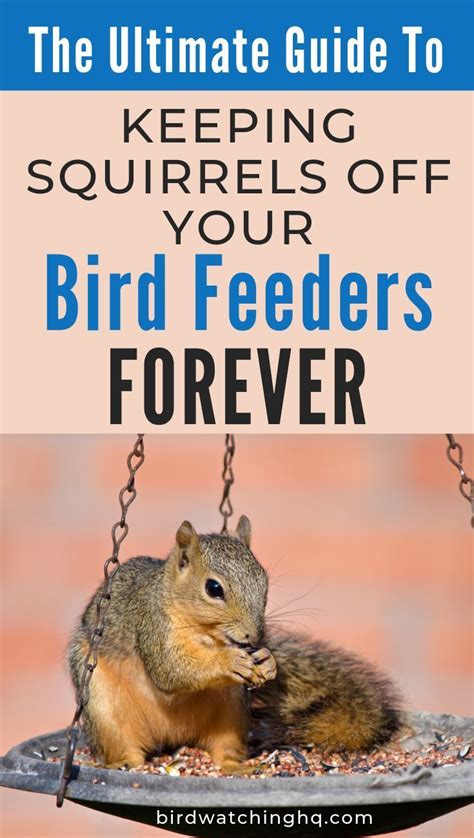 8 Proven Ways To Keep Squirrels Off Bird Feeders 2021 Backyard