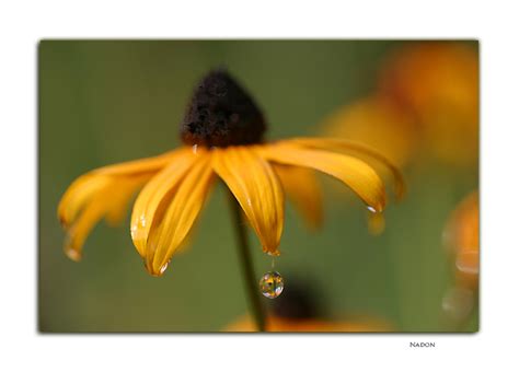 Fleurs Palli Science Site Officiel De Formation En Soins