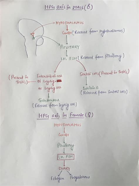 [Solved] Draw a diagram of the HPG axis including the key hypothalamic ...