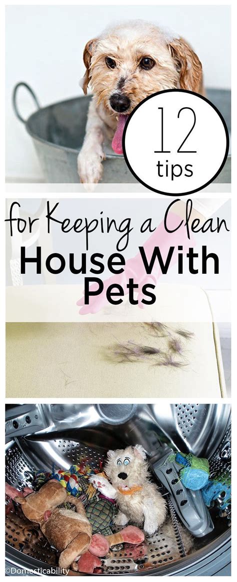 Tips For Keeping A Clean House With Pets Scheduled Via